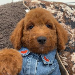 Hazel - Red  female Goldendoodle puppy in Anaheim, California from Cuddle Bear Doodles
