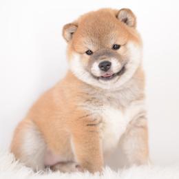 Chia - AKC Red Girl - Red female Shiba Inu puppy in Neosho, Missouri from Sunny Terrace Shibas