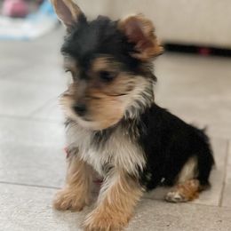 Captain - Black and tan Yorkshire Terrier puppy in Oro Valley, Arizona from Sugar & Spice Yorkies