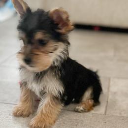 Captain - Black and tan Yorkshire Terrier puppy in Oro Valley, Arizona from Sugar & Spice Yorkies