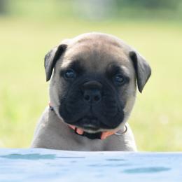 Ledger - Fawn male Bullmastiff puppy in Chickasha, Oklahoma from Rustic Lace
