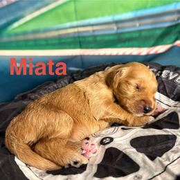 Miata - Red  female Goldendoodle puppy in Chelan, Washington from North Cascades Doodles