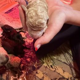 Poodle Puppies from Royal Dixie Poodles