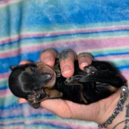Weezy - Black and tan female Dachshund puppy in Fishers, Indiana from The long dogs of indiana