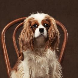 Annabelle - Cavalier King Charles Spaniel