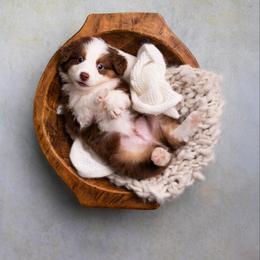Ben - Red tri-color male Australian Shepherd puppy in Bertram, Texas from Ashley’s Australian Shepherds