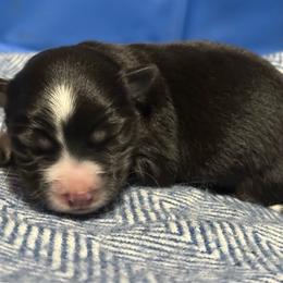 Rosie - Black tri female Miniature Australian Shepherd puppy in South Central, Pennsylvania from Windy Hills Mini Aussies & Doodles