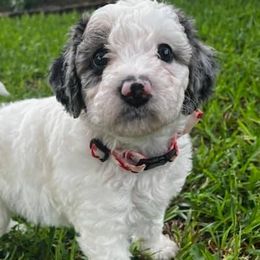 Bernedoodles from Two oodles of Texas