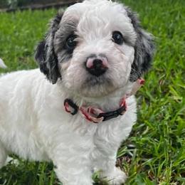 Bernedoodles from Two oodles of Texas
