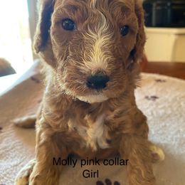 Goldendoodle Puppies from Doodletimetx