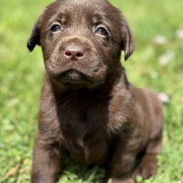 Girl 2 - Chocolate female Labrador Retriever puppy in Danville, Vermont from Dole Hill Labradors