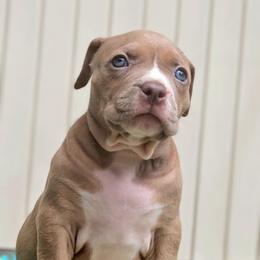 Lilac Fawn Female - Lilac tri-color female American Bully puppy in Lexington, Kentucky from Deuce's Den