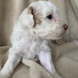 Saint - Cream male Cavapoo puppy in Gap, Pennsylvania from Luxe Cavapoo LLC