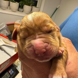 Girl 4 - Brown and white female Basset Hound puppy in Columbus, Ohio from Olveras Hound of Ohio