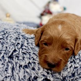 Bernedoodle, Goldendoodle, and Poodle Puppies from Raintree Standard Poodles & Mini Doodles