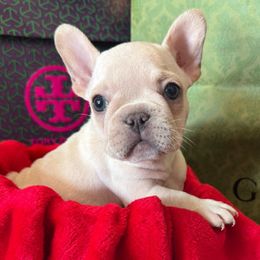 Blossom - Cream female French Bulldog puppy in Riverview, Florida from The Frenchie Lady Co.