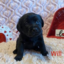 2nd pick Black Male - Black male Labrador Retriever puppy in Farmington, Missouri from Granite Creek Kennel
