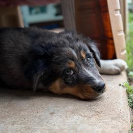 Joelene - Blue merle female Australian Shepherd puppy in Roff, Oklahoma from Circle J Aussies