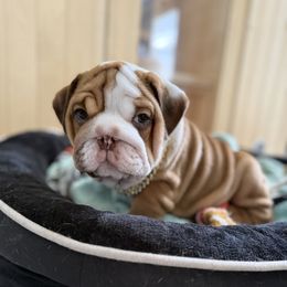 Meatball - Red and white male Bulldog puppy in Bradenton, Florida from DR BULLDOGS