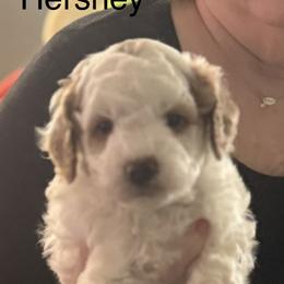 Hershey - Phantom male Goldendoodle puppy in Danville, Virginia from Stella’s Stunning Goldendoodles of VA