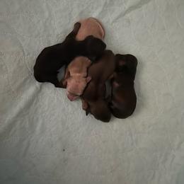 Girl 2 - Cream female Dachshund puppy in Wolf Lake, Indiana from Canisteo Dachshunds