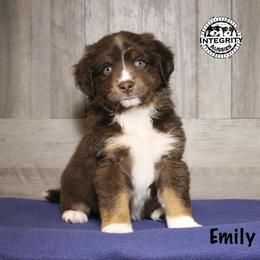 Emily - Red tri female Miniature Australian Shepherd puppy in Willis, Texas from Integrity Aussies Tx