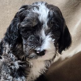 Bernedoodles from Prairie rose doodles