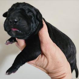 Odin - Black male Perro de Presa Canario puppy in El Paso, Texas from PaPaws Gotta Love It Kennels