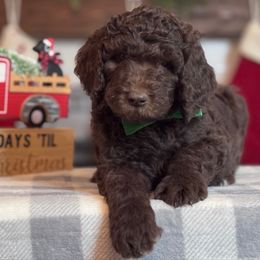 Green Boy - Chocolate male Goldendoodle puppy in Loganville, Georgia from Sweet Home Doodles