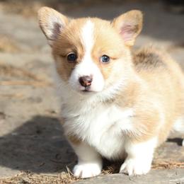 Iris - Red female Pembroke Welsh Corgi puppy in Plains, Montana from Diamond Corgis