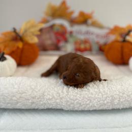 Prince - Red  male Poodle puppy in Bakersfield, California from Pups and Paws Toy Poodles