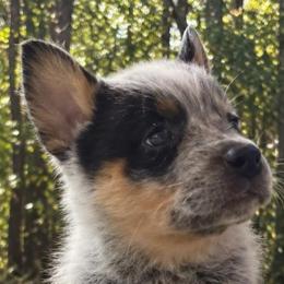 Dexter - Blue speckled male Australian Cattle Dog puppy in Scurry, Texas from RedHorizon AKC Australian Cattle Dogs (Heelers)