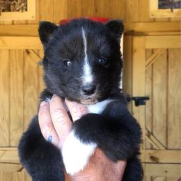 Raven - Agouti and white female Siberian Husky puppy in Thomasville, Georgia from Southern Blues Siberian Huskies