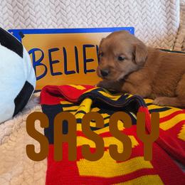 Sassy - Golden female Golden Retriever puppy in Salt Lake City, Utah from Soaring golden retrievers