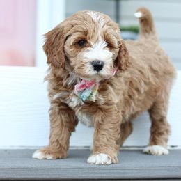 Goldendoodle Puppies from Doodle Squad Puppies