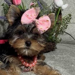 JaZyre - Black and gold female Yorkshire Terrier puppy in Prosper, Texas from DaintyDawlz