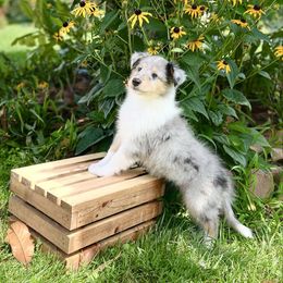 Jasmine - Blue merle female Collie puppy in Chilhowie, Virginia from Jolly Collies & Kingdom Elite Yorkshire Terriers