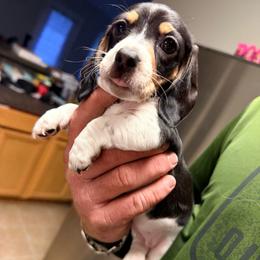 Girl 1 - Piebald female Dachshund puppy in Palm Coast, Florida from Michelle’s Mini Dachshunds