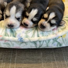 Pomsky Puppies from Goodness Gracious Pomskies