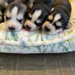 Pomsky Puppies from Goodness Gracious Pomskies