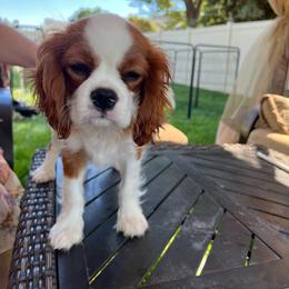 McJax - Blenheim male Cavalier King Charles Spaniel puppy in Caldwell, Idaho from Gem State Precious Cavaliers LLC