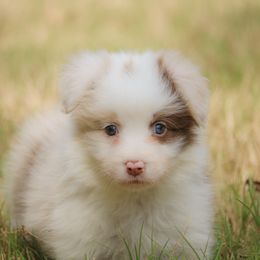 Girl 3 - Red merle female Border Collie puppy in Dallas, Texas from Effervescent Border Collies