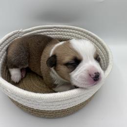 Almond - Red Pembroke Welsh Corgi puppy in Anaheim, California from The Crazy Corgi Bunch