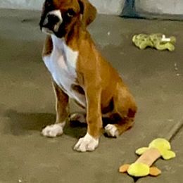 Boxer Puppies from Venician Boxers
