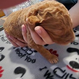 Goldendoodle Puppies from Royale's Goldendoodles