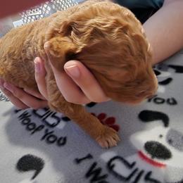 Goldendoodle Puppies from Royale's Goldendoodles