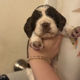 Shasta - Liver and white female English Springer Spaniel puppy in Huntingdon, Pennsylvania from Indian Creek Springers and Doxies