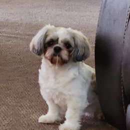 Bug - Shih Tzu