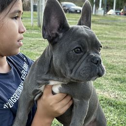 French Bulldog Puppies from French OG Los Ángeles
