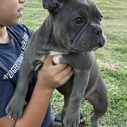 French Bulldog Puppies from French OG Los Ángeles